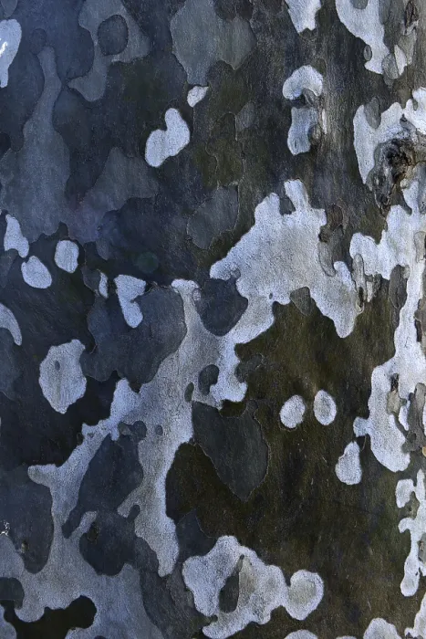 Gerahmter Druck : Blätter eines Platanenbaumes (Platanus) Gerahmter Druck : Blätter eines Platanenbaumes (Platanus)