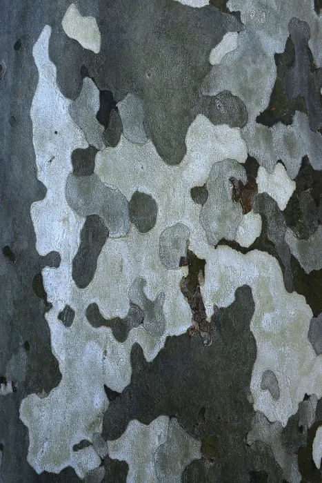 Gerahmter Druck : Blatt eines Platanenbaumes (Platanus) Gerahmter Druck : Blatt eines Platanenbaumes (Platanus)