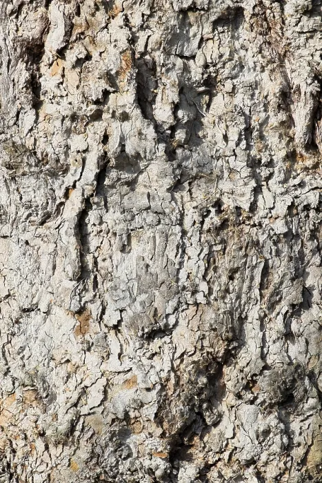 Gerahmter Druck : Rinde einer Platanenbäume (Platanus) Gerahmter Druck : Rinde einer Platanenbäume (Platanus)