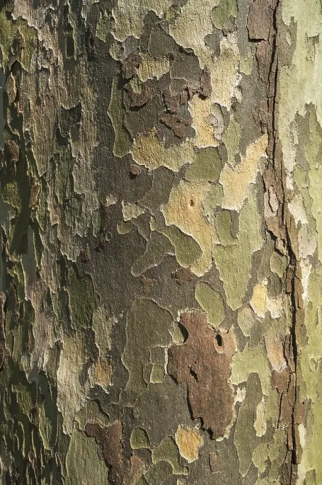 Gerahmter Druck : Rinde eines Platanenbaumes (Platanus sp) Gerahmter Druck : Rinde eines Platanenbaumes (Platanus sp)