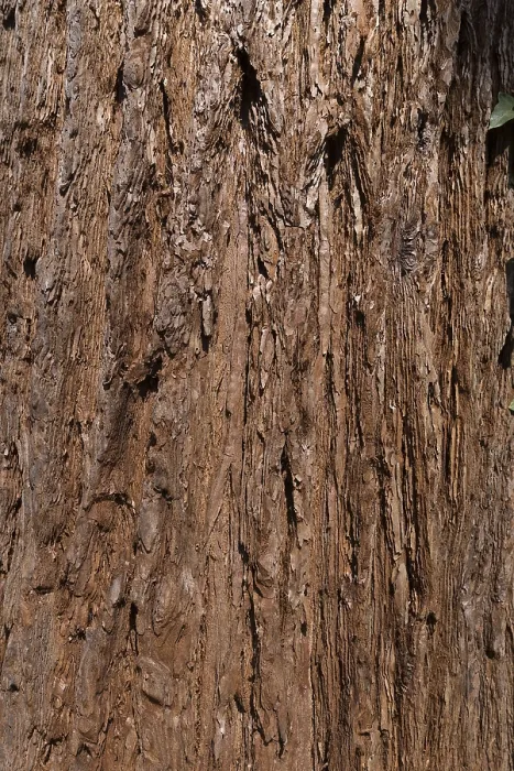Gerahmter Druck : Rinde des Sequoienbaums (Sequoioideae) Gerahmter Druck : Rinde des Sequoienbaums (Sequoioideae)