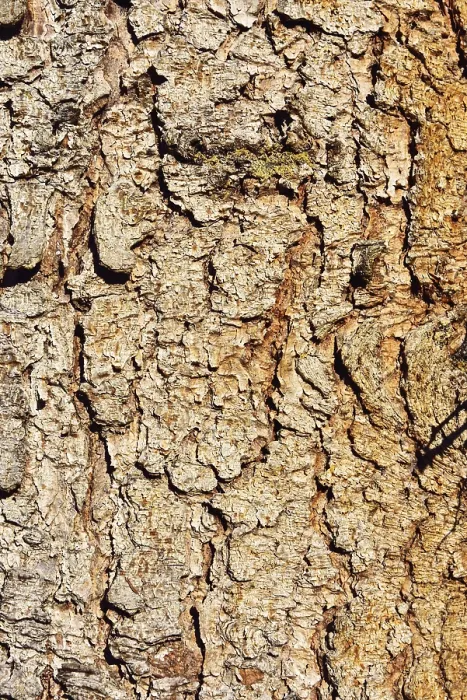 Gerahmter Druck : Rinde eines Fichtenbaumes (Abies picata)
