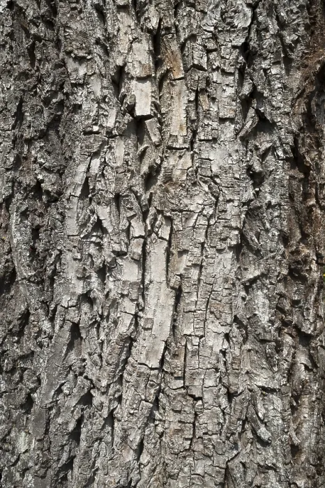 Gerahmter Druck : Rinde eines Walnussbaums (Juglans sp) Gerahmter Druck : Rinde eines Walnussbaums (Juglans sp)