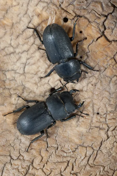 Gerahmter Druck : Barkschroter, Dorcus parallelipipedus Gerahmter Druck : Barkschroter, Dorcus parallelipipedus