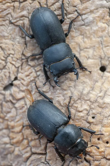 Gerahmter Druck : Barkschroter, Dorcus parallelipipedus Gerahmter Druck : Barkschroter, Dorcus parallelipipedus