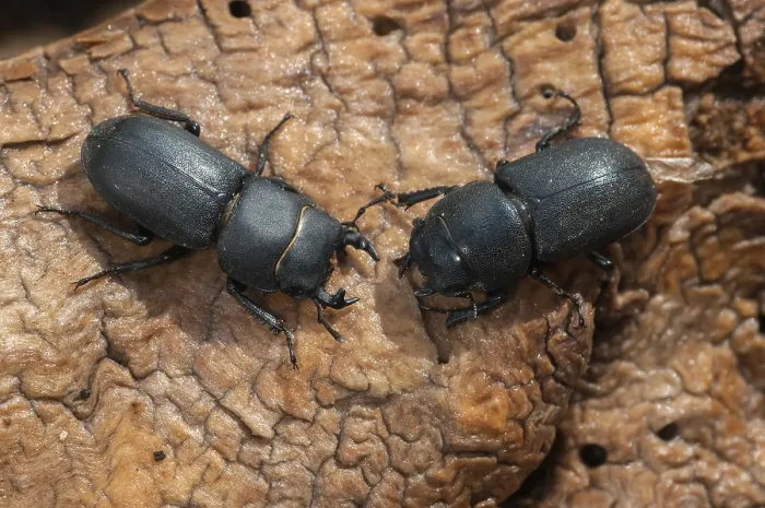 Gerahmter Druck : Barkschroter, Dorcus parallelipipedus Gerahmter Druck : Barkschroter, Dorcus parallelipipedus
