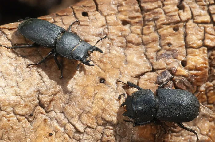 Gerahmter Druck : Barkschroter, Dorcus parallelipipedus Gerahmter Druck : Barkschroter, Dorcus parallelipipedus