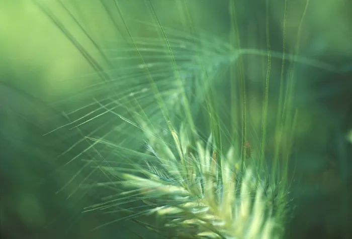 Gerahmter Druck : Barley Gerahmter Druck : Barley
