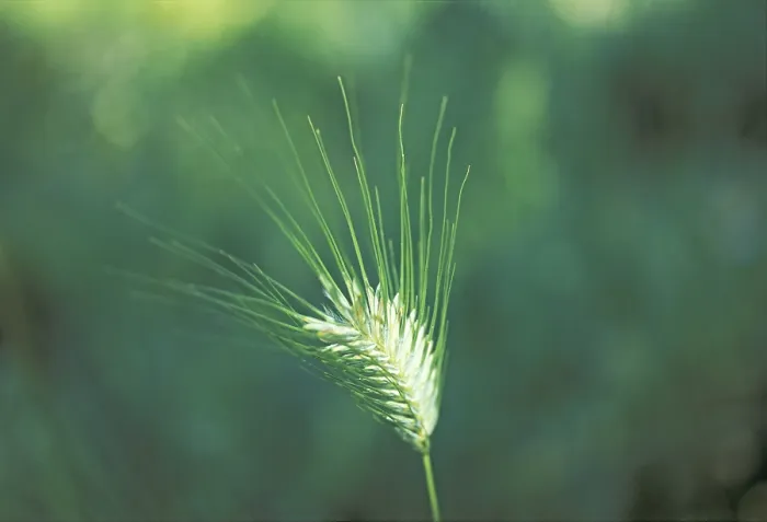 Gerahmter Druck : Barley Gerahmter Druck : Barley