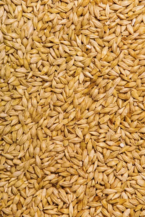 Gerahmter Druck : Barley Gerahmter Druck : Barley