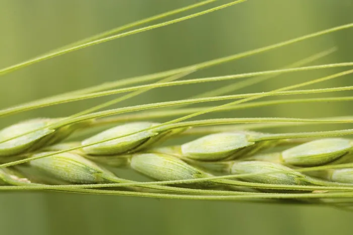 Gerahmter Druck : Barley Gerahmter Druck : Barley