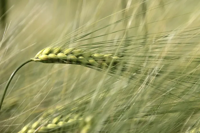 Gerahmter Druck : Barley Gerahmter Druck : Barley
