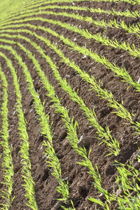 Gerahmter Druck : Barley Gerahmter Druck : Barley