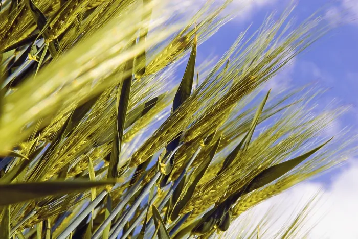 Gerahmter Druck : Gerste vor einem blauen Himmel. Gerahmter Druck : Gerste vor einem blauen Himmel.