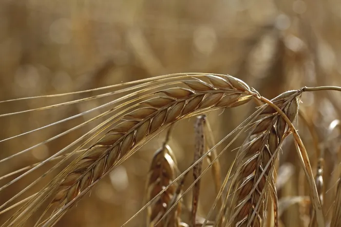 Gerahmter Druck : Gerste (Hordeum vulgare) mit Ähren. Gerahmter Druck : Gerste (Hordeum vulgare) mit Ähren.