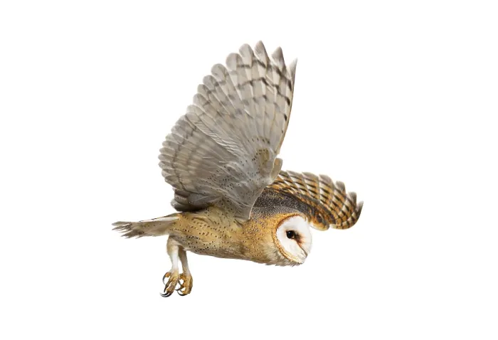Gerahmter Druck : Barn Owls beim Jagdaufschlag Gerahmter Druck : Barn Owls beim Jagdaufschlag