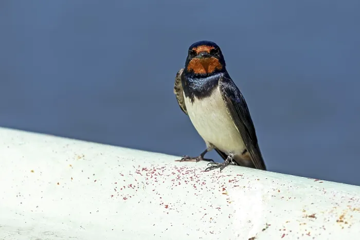Gerahmter Druck : Schwalbenwürger (Hirundo rustica) Gerahmter Druck : Schwalbenwürger (Hirundo rustica)