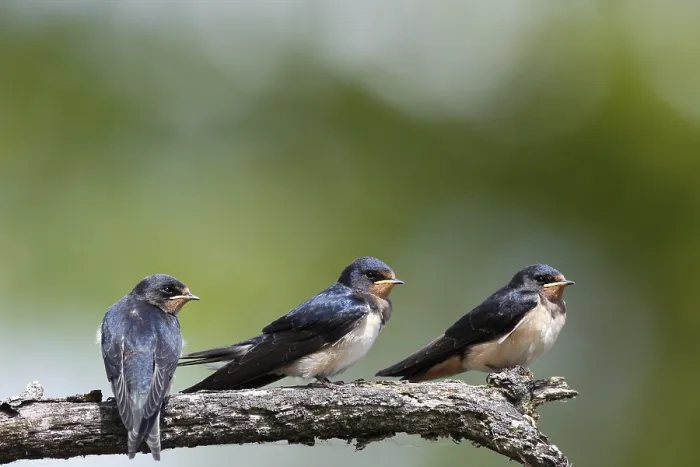 Gerahmter Druck : Schwalbenwürger (Hirundo rustica) Gerahmter Druck : Schwalbenwürger (Hirundo rustica)