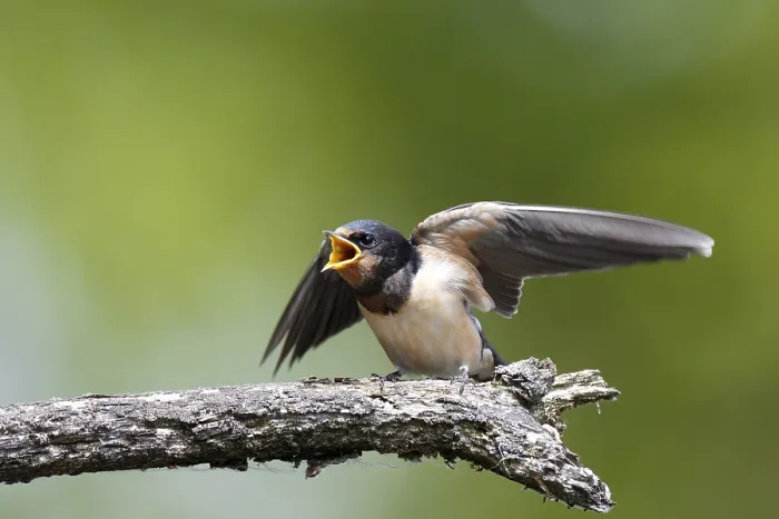 Gerahmter Druck : Schwalbenwürger (Hirundo rustica) Gerahmter Druck : Schwalbenwürger (Hirundo rustica)