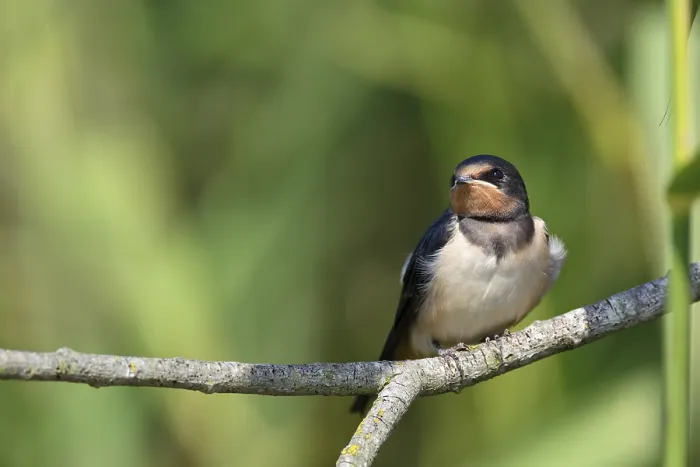 Gerahmter Druck : Schwalbenwürger (Hirundo rustica) Gerahmter Druck : Schwalbenwürger (Hirundo rustica)