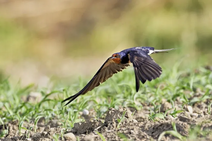 Gerahmter Druck : Schwalbenwürger (Hirundo rustica) Gerahmter Druck : Schwalbenwürger (Hirundo rustica)