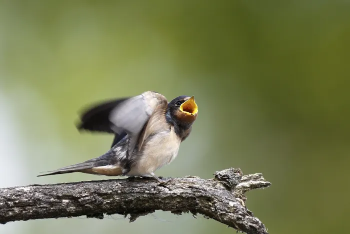 Gerahmter Druck : Schwalbenwürger (Hirundo rustica) Gerahmter Druck : Schwalbenwürger (Hirundo rustica)