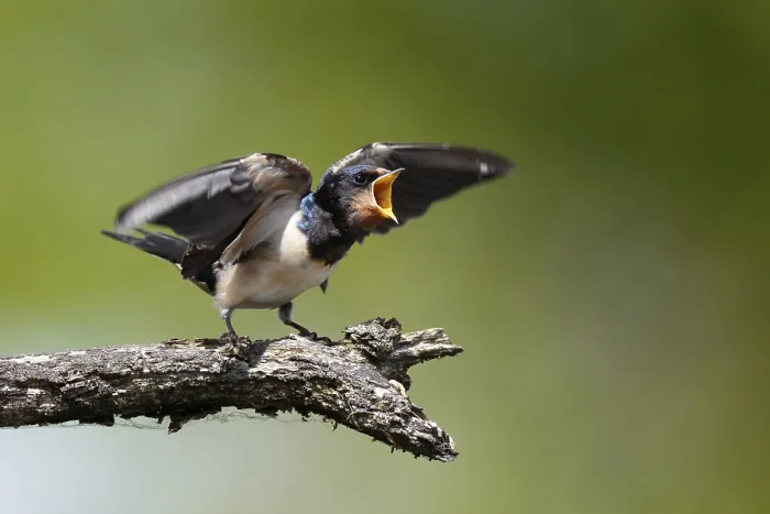 Gerahmter Druck : Schwalbenwürger (Hirundo rustica) Gerahmter Druck : Schwalbenwürger (Hirundo rustica)