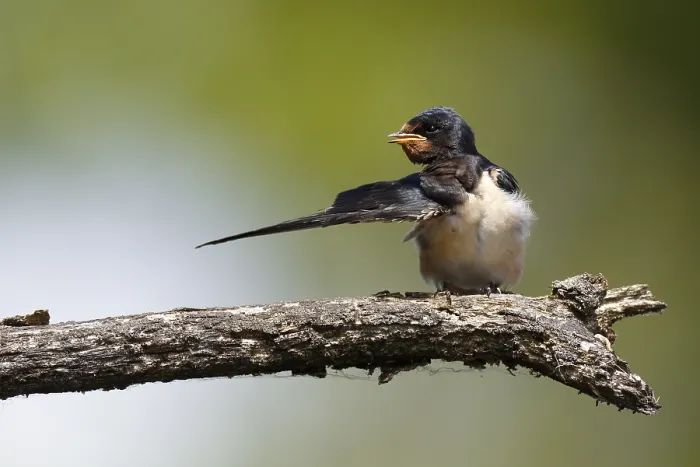 Gerahmter Druck : Schwalbenwürger (Hirundo rustica) Gerahmter Druck : Schwalbenwürger (Hirundo rustica)