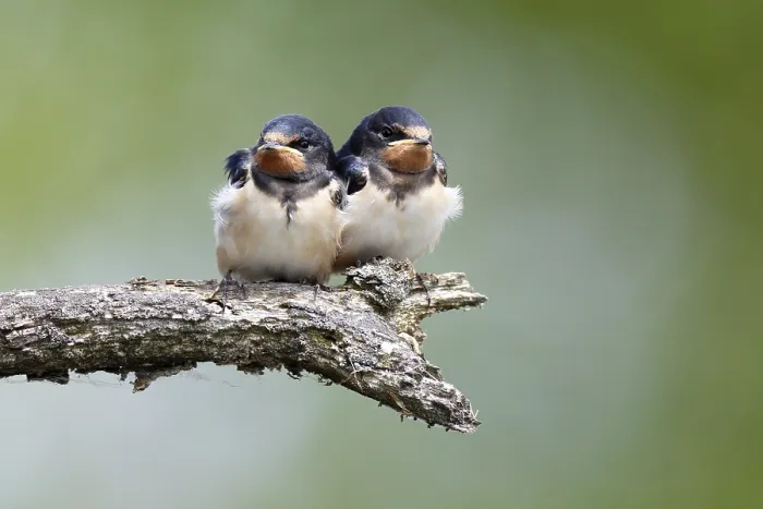 Gerahmter Druck : Schwalbenwürger (Hirundo rustica) Gerahmter Druck : Schwalbenwürger (Hirundo rustica)