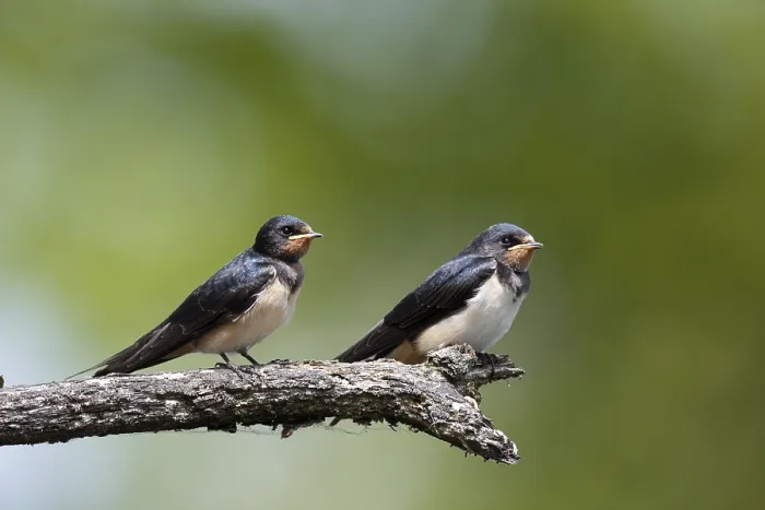 Gerahmter Druck : Schwalbenwürger (Hirundo rustica) Gerahmter Druck : Schwalbenwürger (Hirundo rustica)