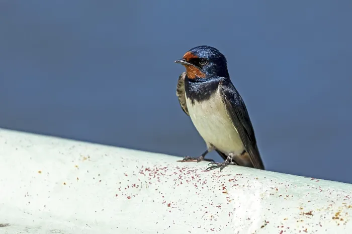 Gerahmter Druck : Schwalbenwürger (Hirundo rustica)