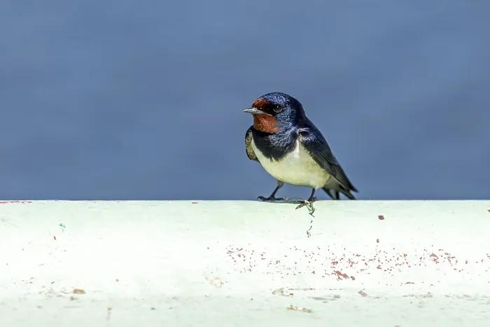 Gerahmter Druck : Schwalbenwürger (Hirundo rustica) Gerahmter Druck : Schwalbenwürger (Hirundo rustica)