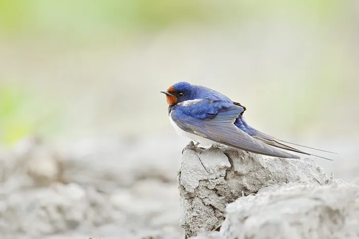 Gerahmter Druck : Schwalbenwürger (Hirundo rustica)
