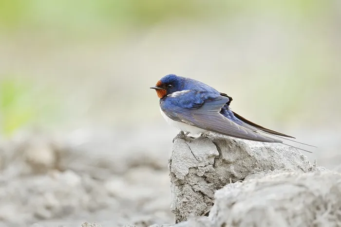 Gerahmter Druck : Schwalbenwürger (Hirundo rustica) Gerahmter Druck : Schwalbenwürger (Hirundo rustica)