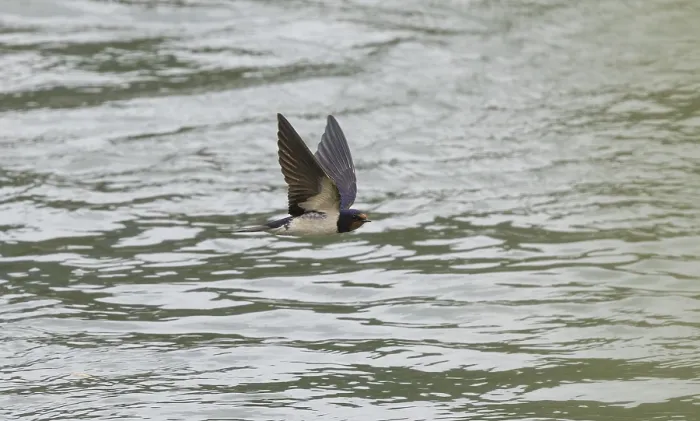 Gerahmter Druck : Schwalbenwürger (Hirundo rustica) Gerahmter Druck : Schwalbenwürger (Hirundo rustica)