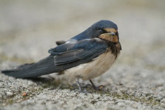 Gerahmter Druck : Schwalbenwürger Hirundo rustica Gerahmter Druck : Schwalbenwürger Hirundo rustica