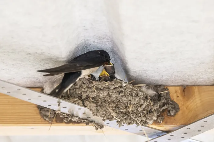 Gerahmter Druck : Schwalbenwürger (Hirundo rustica) Gerahmter Druck : Schwalbenwürger (Hirundo rustica)