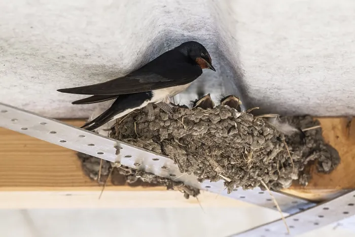 Gerahmter Druck : Schwalbenwürger (Hirundo rustica) Gerahmter Druck : Schwalbenwürger (Hirundo rustica)