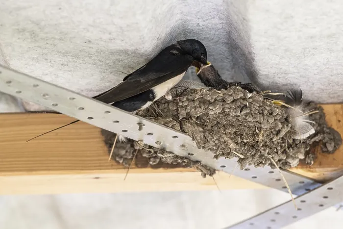 Gerahmter Druck : Schwalbenwürger (Hirundo rustica) Gerahmter Druck : Schwalbenwürger (Hirundo rustica)