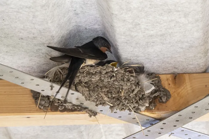 Gerahmter Druck : Schwalbenwürger (Hirundo rustica) Gerahmter Druck : Schwalbenwürger (Hirundo rustica)