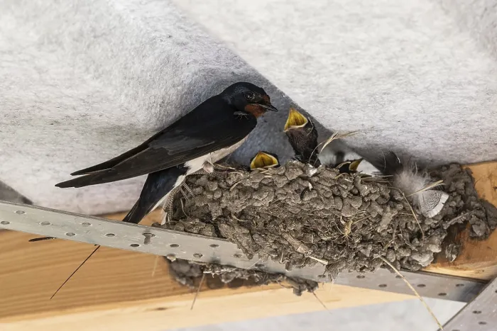 Gerahmter Druck : Schwalbenwürger (Hirundo rustica) Gerahmter Druck : Schwalbenwürger (Hirundo rustica)