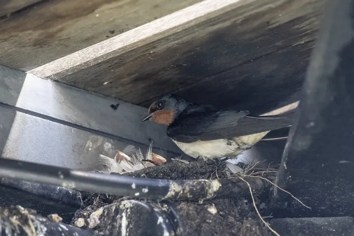 Gerahmter Druck : Schwalbenwirt (Hirundo rustica) Gerahmter Druck : Schwalbenwirt (Hirundo rustica)