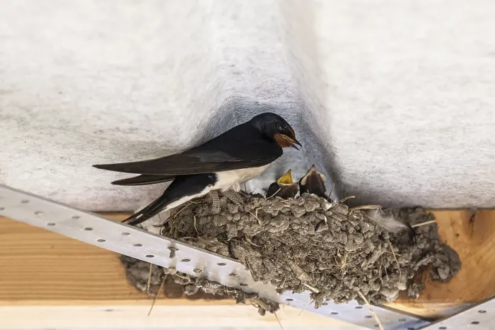 Gerahmter Druck : Schwalbenwürger (Hirundo rustica) Gerahmter Druck : Schwalbenwürger (Hirundo rustica)
