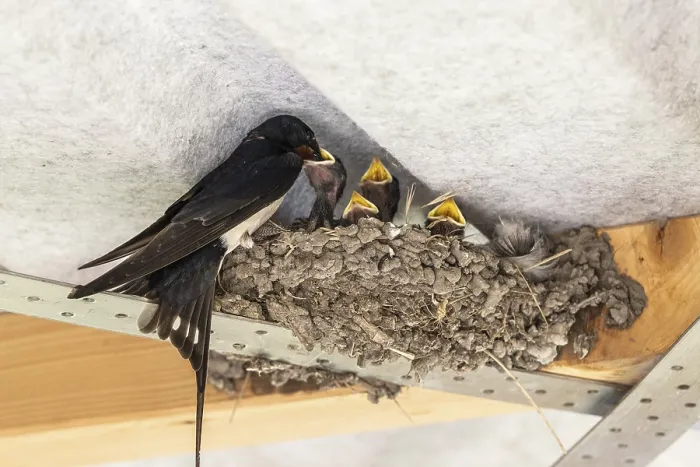 Gerahmter Druck : Schwalbenwürger (Hirundo rustica) Gerahmter Druck : Schwalbenwürger (Hirundo rustica)
