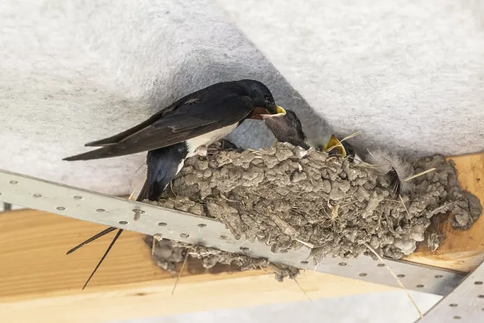 Gerahmter Druck : Schwalbenwürger (Hirundo rustica) Gerahmter Druck : Schwalbenwürger (Hirundo rustica)