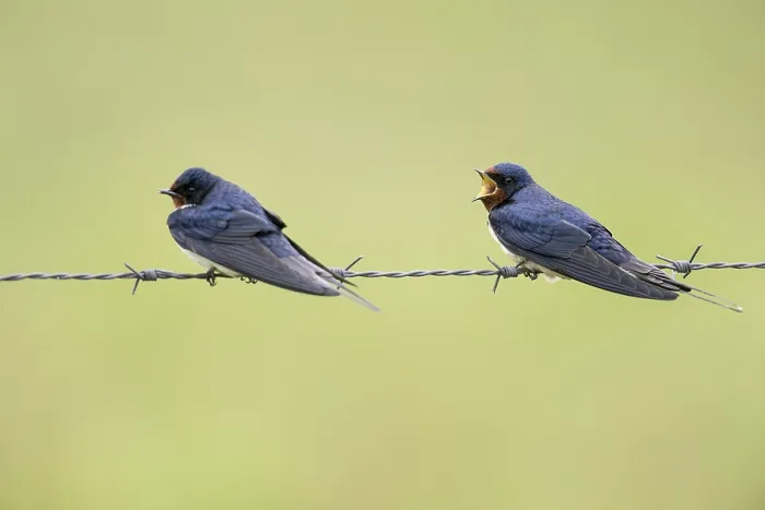 Gerahmter Druck : Schwalbenbrut (Hirundo rustica) Gerahmter Druck : Schwalbenbrut (Hirundo rustica)