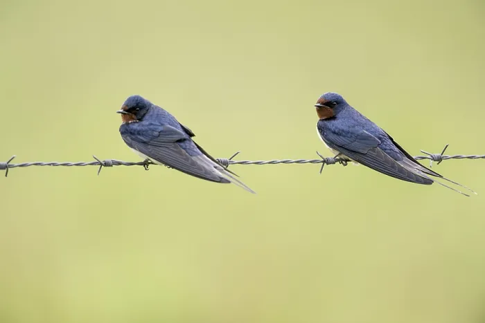 Gerahmter Druck : Schwalbenbrüter (Hirundo rustica) Gerahmter Druck : Schwalbenbrüter (Hirundo rustica)