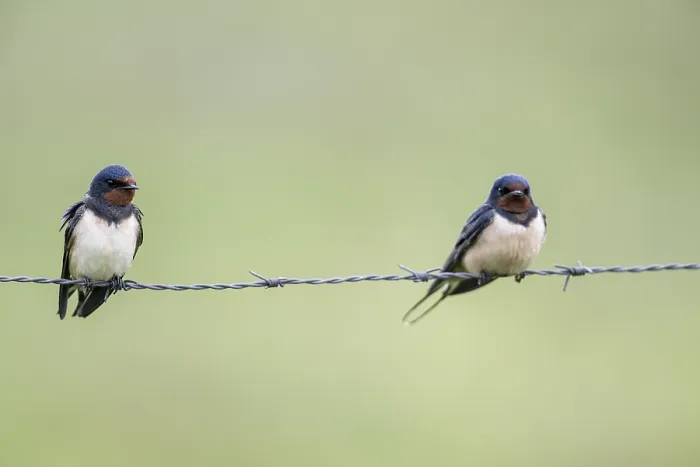 Gerahmter Druck : Schwalbenbrüter (Hirundo rustica) Gerahmter Druck : Schwalbenbrüter (Hirundo rustica)