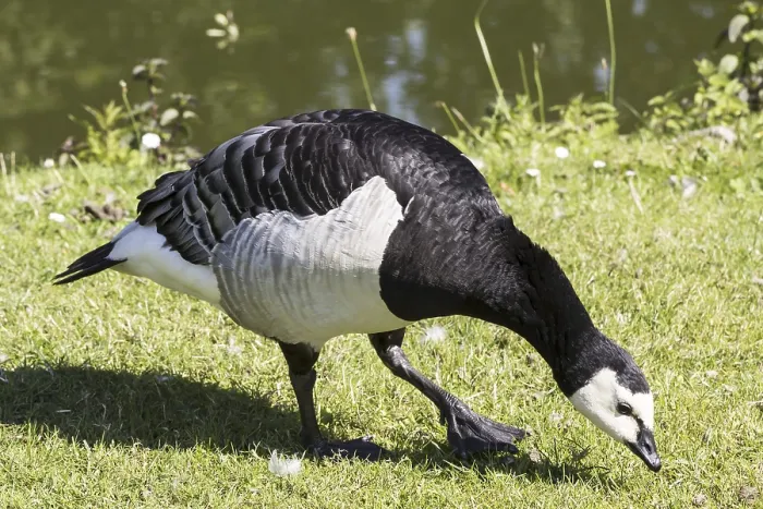 Gerahmter Druck : Bartfussgans, Bartfussgans