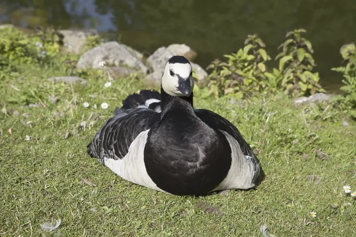 Gerahmter Druck : Bartfussgans, Bartfussgans